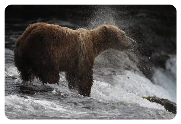 photo of a brown bear in a river taken using the canon 5d mark iv